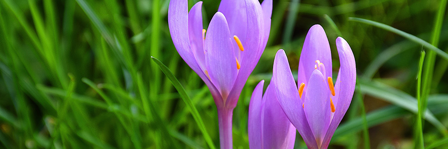 herfst krokus